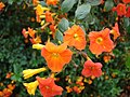 Starr-090409-5716-Streptosolen jamesonii-flowers-Olinda-Maui (24833297602).jpg