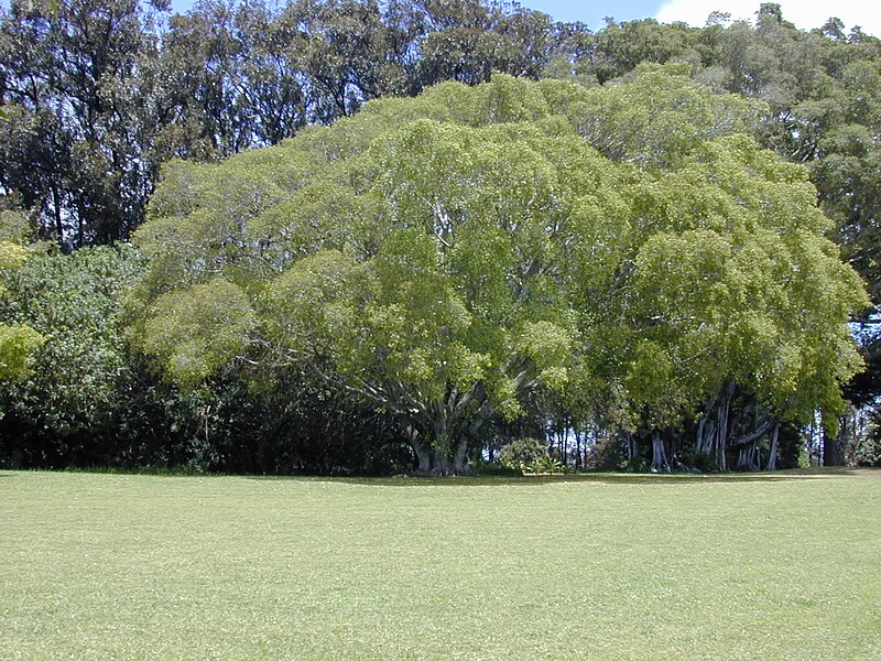 File:Starr 010425-0109 Ficus microcarpa.jpg