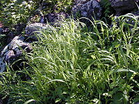 Panicum xerophyllum