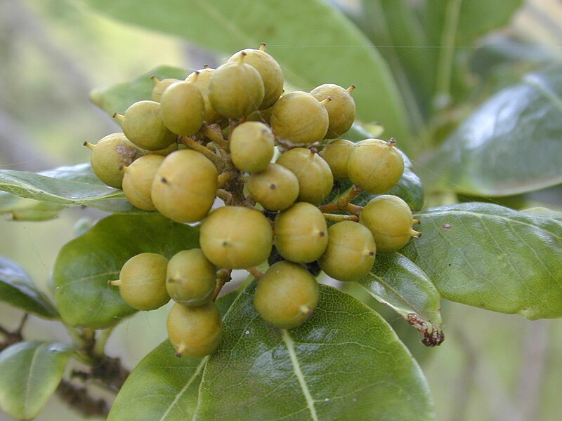 File:Starr 020911-0010 Pittosporum viridiflorum.jpg