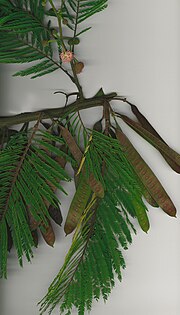 Miniatura para Leucaena diversifolia