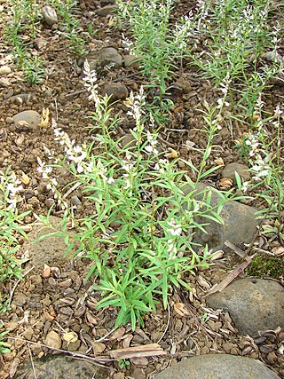 <i>Polygala paniculata</i> Species of plant in the family Polygalaceae