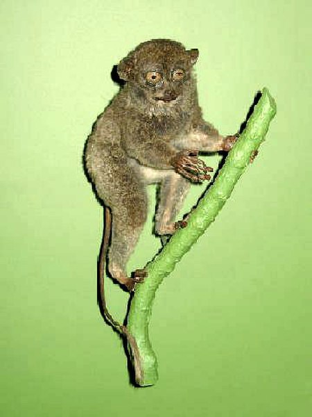 Khỉ lùn Tarsier Horsfield