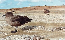 Antarktisk labb (Stercorarius antarctica)