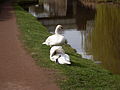 English: The Trent and Mersey canal in Stone in the Staffordshire in England. Français : Le Canal de Trent et Mersey à Stone dans le Staffordshire en Angleterre.