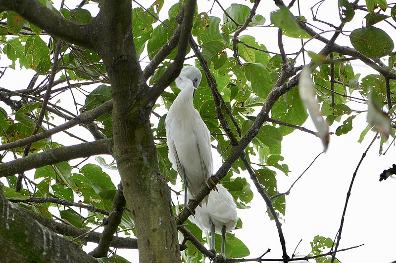 File:Stork sanctuary, Can Tho (46061612222).jpg