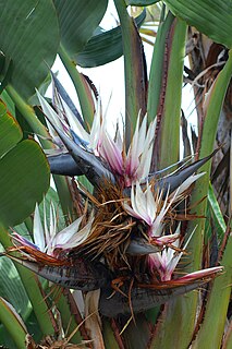 <i>Strelitzia nicolai</i> Species of flowering plant