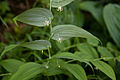 オオバタケシマラン S. amplexifolius var. papillatus