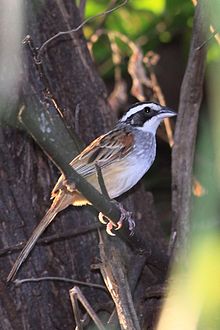 Stripe berkepala Sparrow (8263582955).jpg