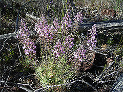 Stylidium brunonianum gdaywa4.jpg