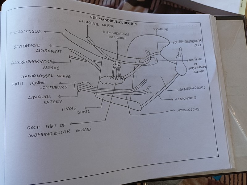 File:Submandibular gland 2.jpg