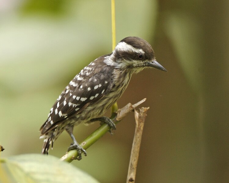 File:Sunda pygmy woodpecker (Dendrocopos moluccensis) - Flickr - Lip Kee.jpg