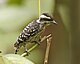 Sunda pygmy woodpecker (Dendrocopos moluccensis) - Flickr - Lip Kee.jpg