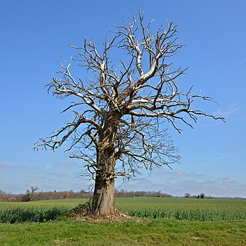 Dead sweet chestnut (Castanea sativa), near road D 35A, Surin, Vienne, France.