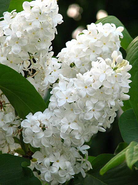 File:Syringa 'Galina Ulanova' 01.jpg