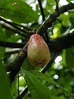 Syzygium malaccense (fruit).jpg