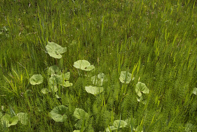 File:TU Delft Botanical Gardens 57.jpg