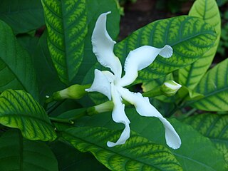 <i>Tabernaemontana pachysiphon</i> Species of plant