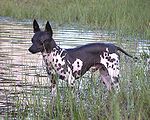 American hairless terrier