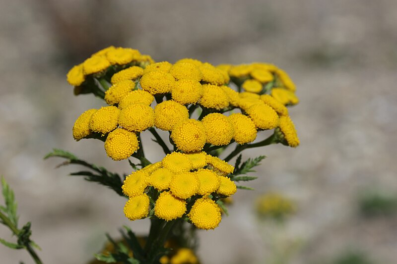 File:Tanacetum vulgare (43279731514).jpg