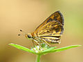 Taractrocera ceramas on Kadavoor.jpg