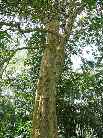 Terminalia arjuna