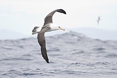 Juvenile Campbell Albatross (Thalassarche impavida), East of the Tasman Peninsula, Tasmania, Australia