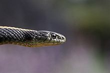 Thamnophis atratus atratus03.jpg