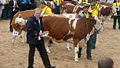 Dr Richard Pichler. National Exposition of the Simmental Cattle and the Regional Championship of Hucul Horse.