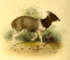 The book of antelopes (1894) Cephalophus jentinki.png