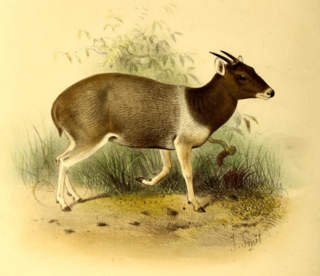 Description de l'image The book of antelopes (1894) Cephalophus jentinki.png.