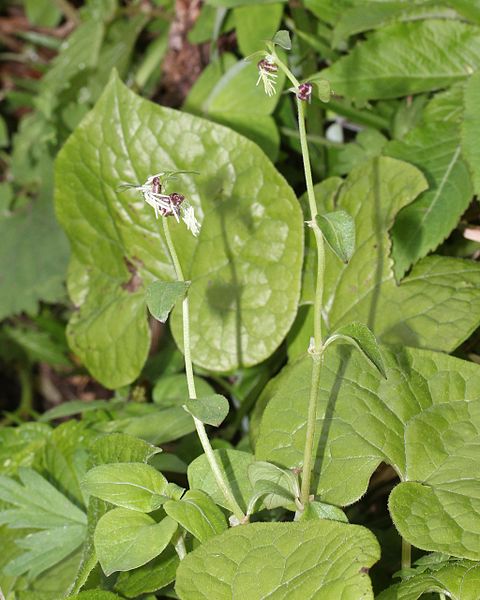 File:Theligonum japonicum (s3).JPG