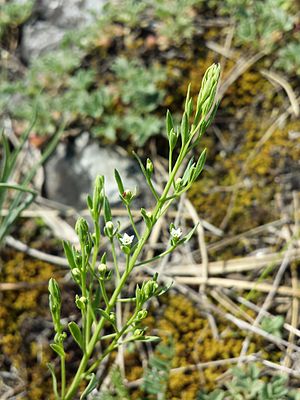 Flax leaf (Thesium ramosum)