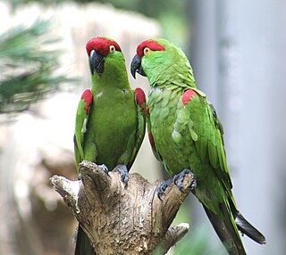 <span class="mw-page-title-main">Thick-billed parrot</span> Species of parrot formerly native to the U.S.