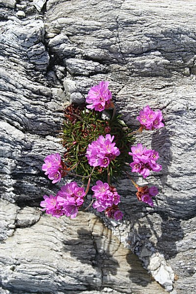 File:Thrift or Sea Pink (Armeria maritima) - geograph.org.uk - 1891569.jpg