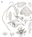 Thrixspermum westenenkii (as syn. Cordiglottis westenenkii) tab 114 fig. I in: Johannes Jacobus Smith: Icones Orchidacearum Malayensium II (1938) (Detail)