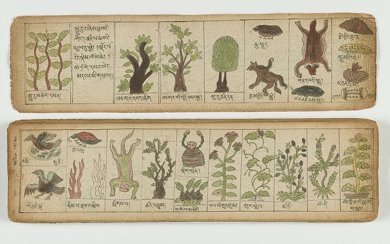 File:Tibetan plant Manuscript Wellcome L0041675.jpg