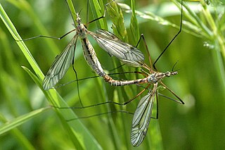 <i>Tipula vernalis</i> Species of fly