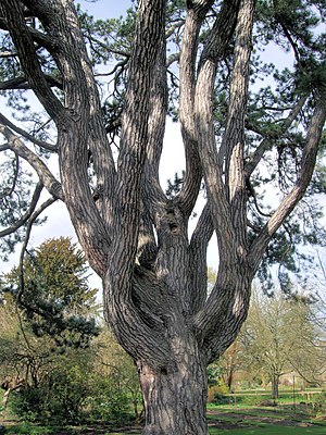 English: Pinus nigra in Oxford Botanical Garde...