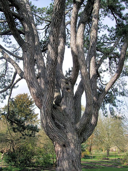 File:Tolkien's Favorite Tree, Oxford Botanical Garden.jpg