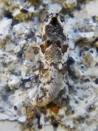 <i>Trachypepla galaxias</i> Species of moth endemic to New Zealand