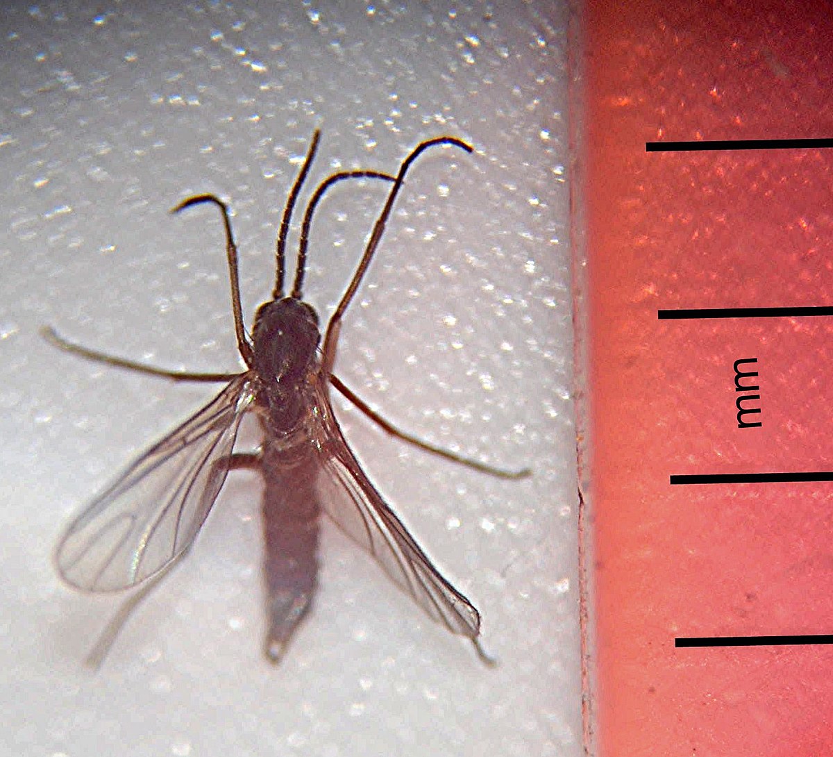 Watch for Fungus Gnats in the House and Take Action if Found