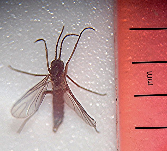 Watch for Fungus Gnats in the House and Take Action if Found