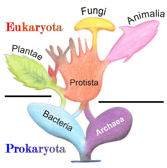 Phylogenetic and symbiogenetic tree of living organisms, showing a view of the origins of eukaryotes and prokaryotes