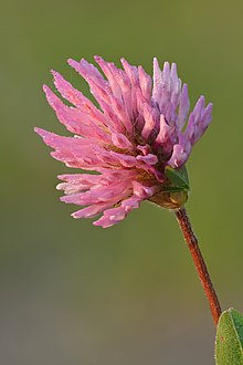 Trifolium pratense inflorescence - Niitvälja.jpg