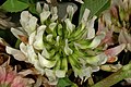 Trifolium repens 1DS-II 2-0475.jpg