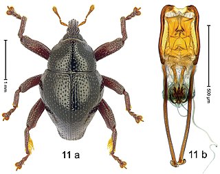 <i>Trigonopterus barbipes</i> Species of beetle