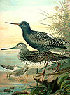 Spotted redshank Tringa erythropus svartsnaeppa.jpg