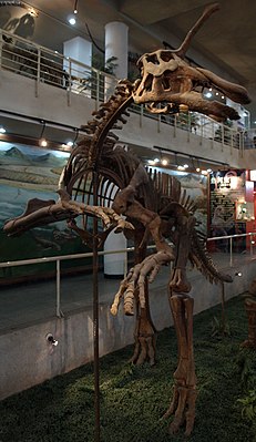 Скелет в палеозоологическом музее в Китае