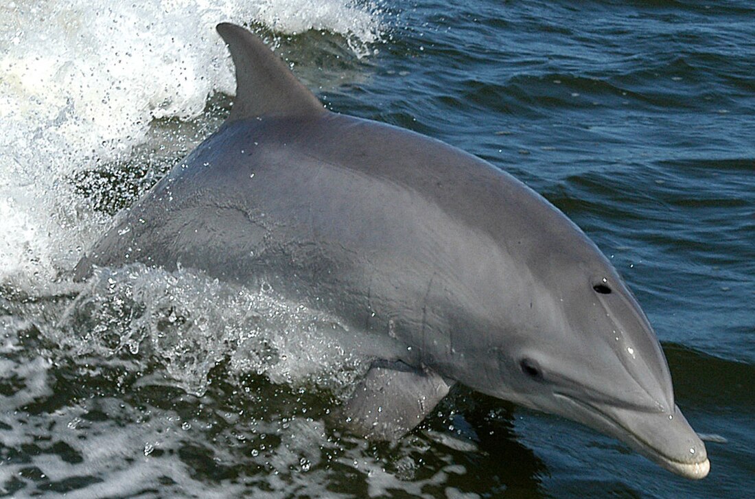 File:Tursiops truncatus truncatus races.jpg